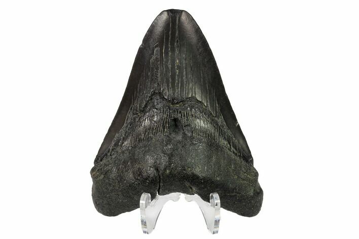 Bargain, Partial Megalodon Tooth - South Carolina #145275